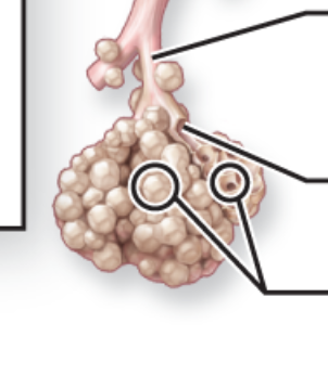 <p>Identify superior to inferior</p>