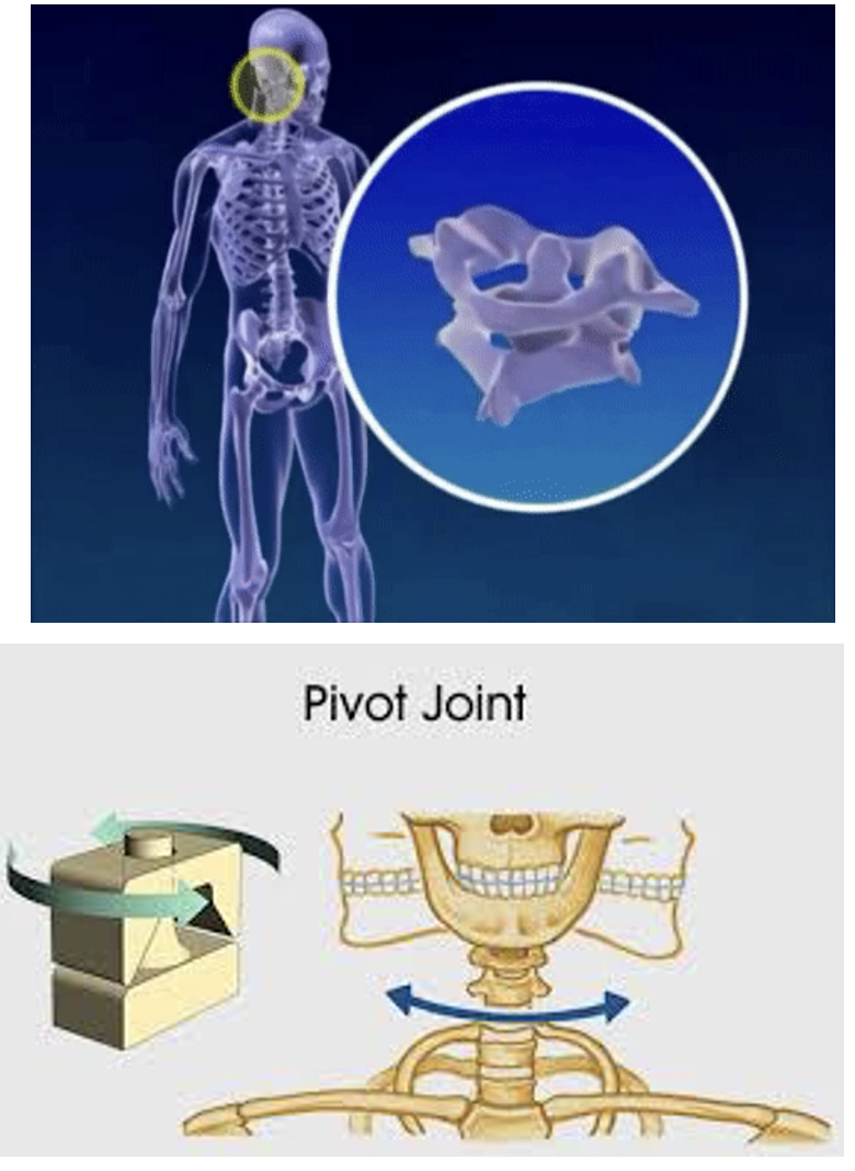 <p><span style="font-family: "Tw Cen MT";"> Cylindrical boney structure rotating within a circle of bone and ligament.</span></p><p><span style="font-family: "Tw Cen MT";"> Rotation around an axis. Allows twisting movement, from side to side.</span></p><p><span style="font-family: "Tw Cen MT";"> E.g. 1<sup>ST</sup> & 2<sup>ND</sup> neck vertebrae, forearm, between radius and ulna.</span></p>