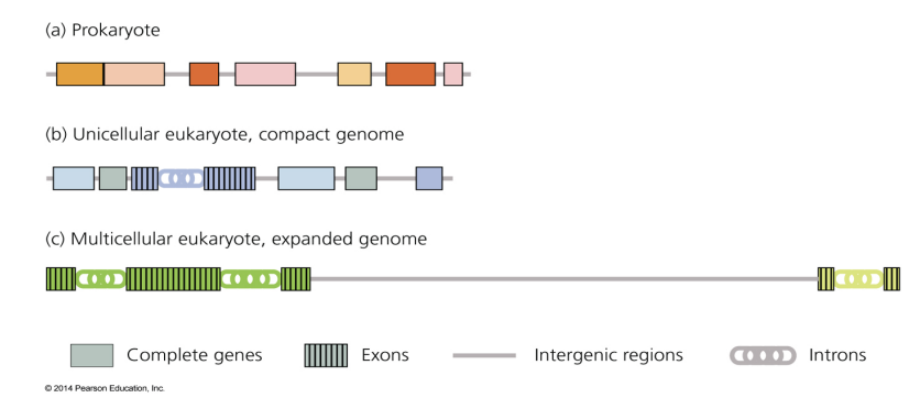 <ul><li><p>Intergenic regions?</p></li></ul><p></p>