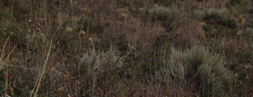 <p>Best option is Chemical (aerial)</p><p>2, 4‐D + Diesel between May &amp; June</p>