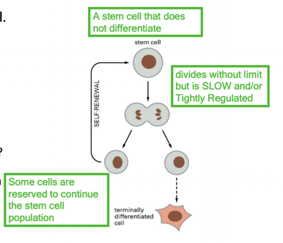 <p>Start with a stem cell that does not differentiate. It divides without limit but is SLOW and/or tightly regulated. Some cells are reserved to continue the stem cell population, others differentiate.</p>