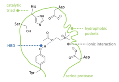 <p>- Trimethyl on nitrogen fits into he hydrophobic pocket of enzyme.</p><p>- Ester oxygen forms an H-bond with the tyrosine residue on enzyme.</p><p>- Ionic interaction between Positive nitrogen and aspartic acid.</p><p>These hold acetylcholine in place for hydrolysis to occur (catalytic triad).</p><p> </p><p>- Close to the catalytic triad which catalyses hydrolysis of acetylcholine.</p>