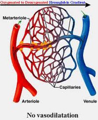 <p>network of capillaries running through tissues</p><p>They are important exchange surfaces where substances diffuse between the blood and the cells</p>