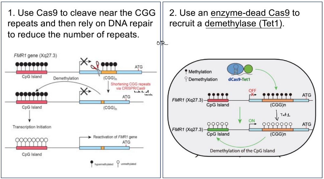 <ul><li><p>use <u>Cas9 </u>to cleave near CGG repeats & do DNA repair to reduce the # of repeats</p></li></ul><p>OR</p><ul><li><p>use an <u>enzyme-dead Cas9</u> to recruit a demethylase (Tet1)</p></li></ul><p>__</p><p>for FXS:</p><ul><li><p>the gene that produces FMR1 is located during in the “fragile” region of the X-chromosome; appear “fragile” b/c decreased chromatin compaction </p></li></ul><ul><li><p>normal alleles for FMRI has about <u>54</u> repeats of the CGG sequence in a 5’ UTR near the TSS, while FXS has <u>>200</u> repeats</p></li></ul><p>CGG repeat expansion <u>SILENCE</u> gene expression, so <u>FMRP/FMR1 protein</u> is not produced</p><p>__</p><p>in premutation state of FXS, FMR1 mRNA levels <u>increase</u>, but protein levels <u>decrease</u></p><p>in general:</p><ul><li><p>mRNA levels <strong>increase </strong>due to <u>enhanced/increased</u> transcription of the FMR1 gene</p></li><li><p>if protein levels <strong>decrease</strong>, it is b/c there is <u>stalled</u> translation of the mRNA</p></li></ul><p></p>