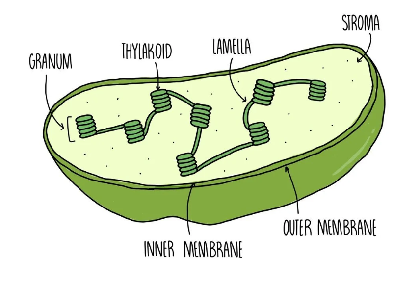 <p>Structure</p><ul><li><p>Double membrane</p></li><li><p>Contains chlorophyll pigments</p></li><li><p>Internal stacks of membranes (thylakoids) then stack to form grana</p></li><li><p>Inner fluid = stroma (surrounds grana)</p></li><li><p>Contains circular DNA + 70S ribosomes</p></li></ul><p></p><p>Function</p><ul><li><p>Site of photosynthesis </p></li><li><p>Light-dependent reactions occur at thylakoid membranes</p></li><li><p>Light-independent - stroma</p></li><li><p>Light → glucose </p></li></ul><p></p>