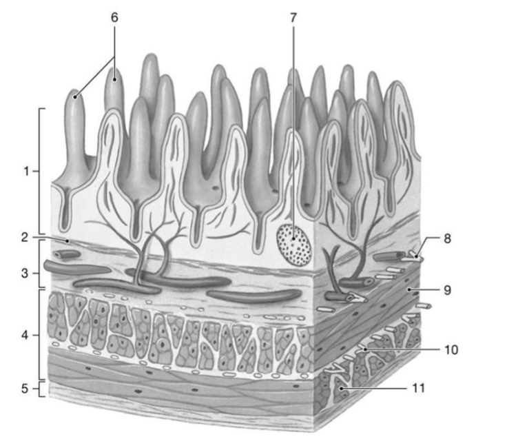 <p>what is the function of the structure labeled โ7โ</p>