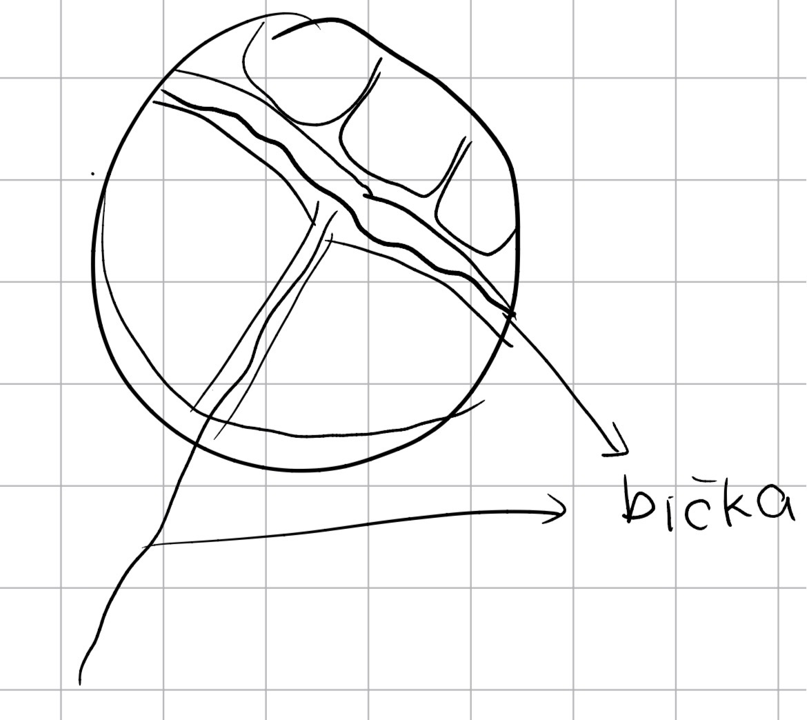<p>Evkariontske alge</p><p>Deblo dynophyta ognjene alge</p><p>Rod peridinium</p>