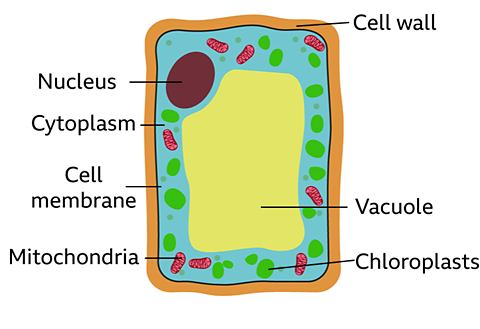<p>Plant cells often have a regular shape. They have the same cell components as animal cells: a <strong>nucleus,</strong> <strong>cell membrane,</strong> <strong>cytoplasm</strong> and <strong>mitochondria.</strong></p><p></p><p>They also have these extra three as well:</p><ul><li><p><strong>Cell wall</strong>: a tough outer layer of the cell, which contains cellulose to provide strength and support to the plant.</p></li><li><p><strong>Vacuole</strong>: a space inside the cytoplasm that contains a watery liquid called cell sap. It keeps the cell firm.</p></li><li><p><strong>Chloroplasts</strong>: structures found in the cells of green parts of plants only (leaves and stems) which contain a green pigment called chlorophyll in which <span style="line-height: inherit; font-size: inherit;">photosynthesis</span> occurs.</p></li></ul><p></p>