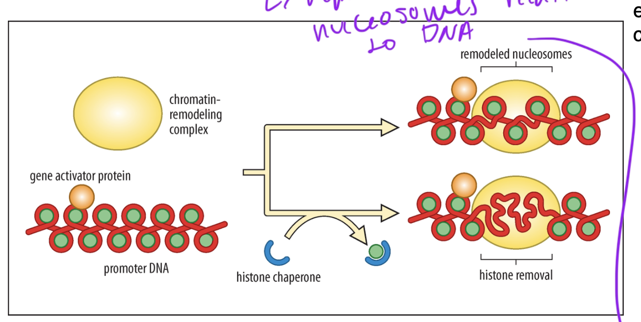 <p>reposition nucleosomes relative to DNA to make certain parts of the genome more accessible</p>