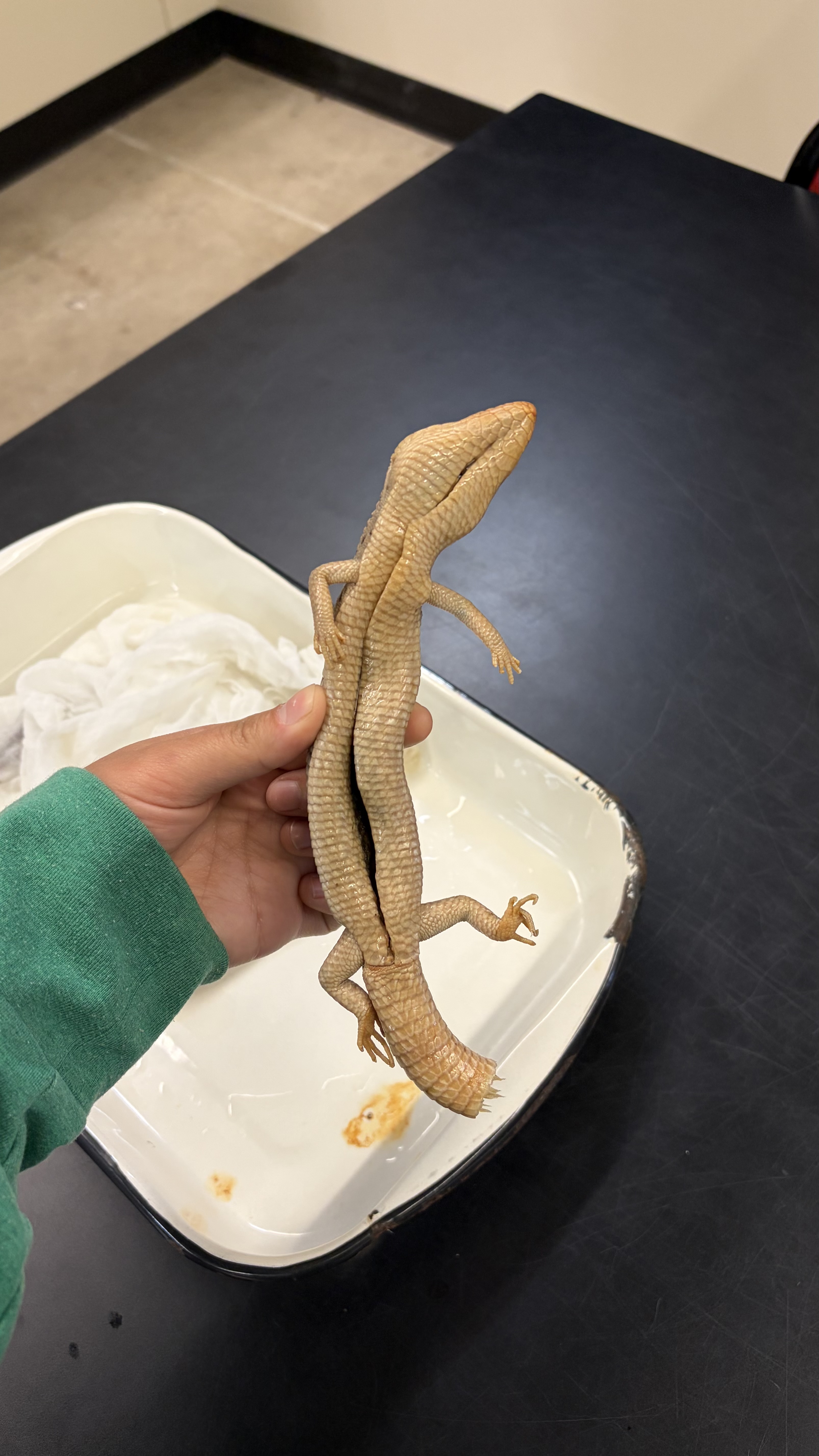 <ul><li><p>Squamata</p><ul><li><p>Anguimorpha</p><ul><li><p>Anguidae</p><ul><li><p><em>Gerrhonotus infernalis</em></p></li></ul></li></ul></li></ul></li></ul><p></p>