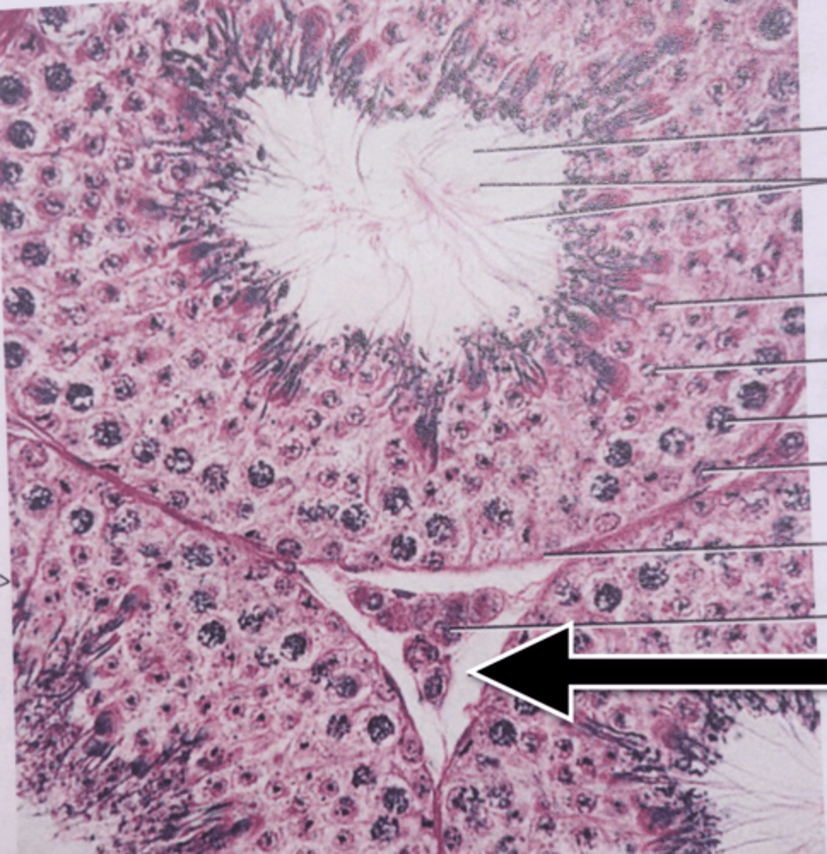<p>space between cells</p>