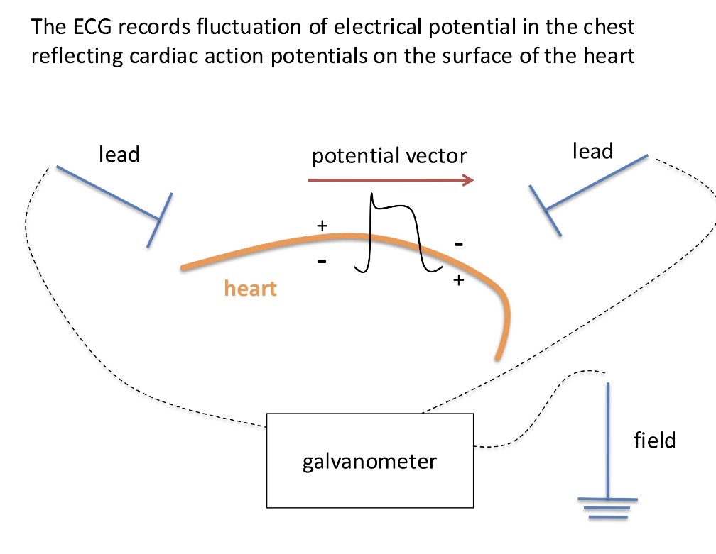 <p>When an AP happens in the heart, it changes the potential which can be measured by the ECG that can record the change in the potential of the cardiac cycle (the change happens inside the heart, which changes the potential on the surface of the heart and it is sent throughout the whole body which can be picked up by sensitive electrodes)</p>