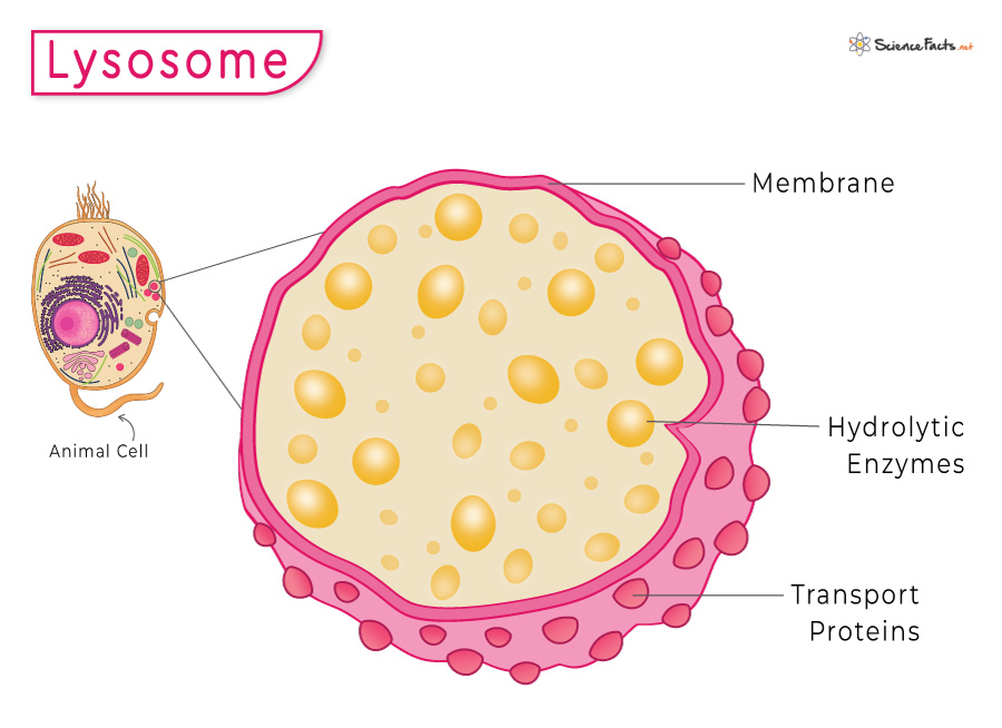<p>Membrane-bound structures that have <strong>hydrolytic enzymes </strong>capable of breaking down many different substances; <strong>sweepers </strong>that digest waste</p>