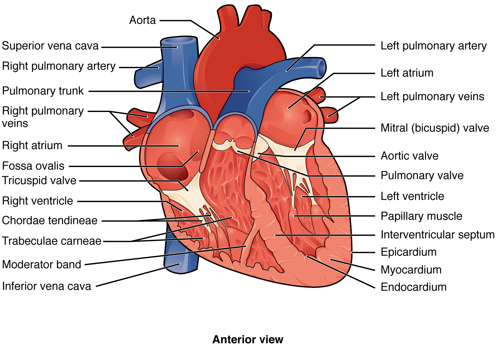 <p>Atria: right and left</p><ul><li><p>Receive blood</p></li><li><p>Thin walls</p></li><li><p>Auricles: increase atrial volume, located at the top of each ventricle</p></li></ul><p>Ventricle: right and left</p><ul><li><p>Pump blood</p></li><li><p>Thick walls</p></li><li><p>Trabecula carnae: improve blood flow and contraction</p></li><li><p>Papillary muscles: proper closure of both valves</p></li></ul><p></p>