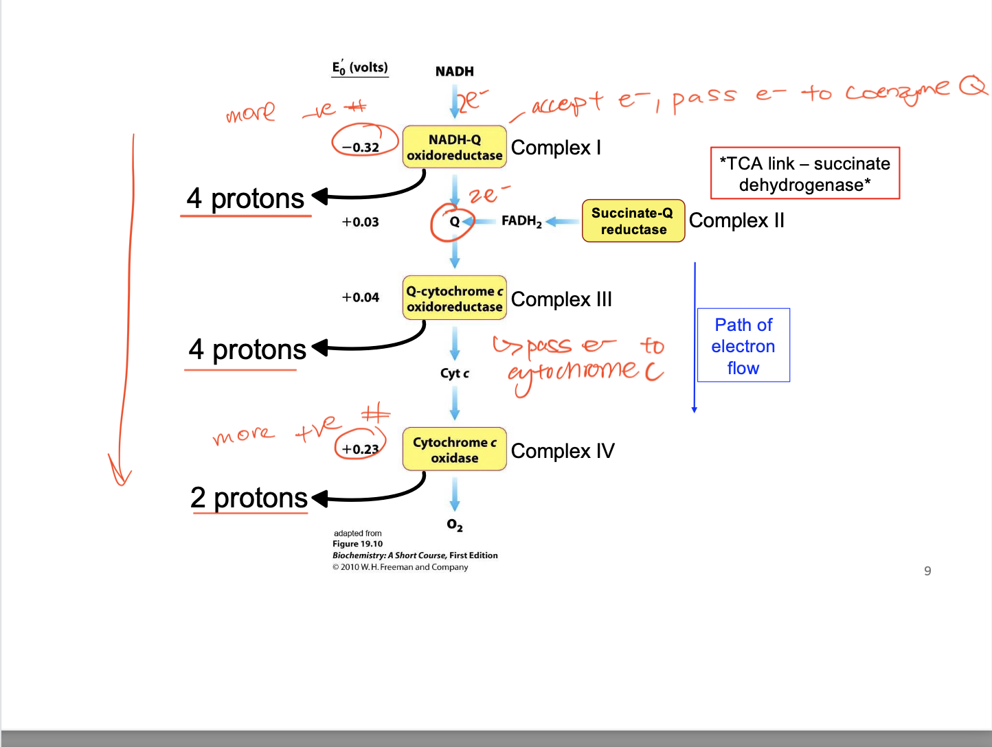 <p>NADH</p><ul><li><p>complex 1</p><ul><li><p>2 e- to complex Q</p></li><li><p>release 4 protons</p></li></ul></li></ul><p>FADH2</p><ul><li><p>complex 2 </p><ul><li><p>2 e- to complex Q</p></li></ul></li></ul><p>Q</p><ul><li><p>pass e- to complex iii</p></li><li><p>4 protons released</p></li></ul><p>Complex iii passes to cyt c which passes to complex 4 before releaseing 2 protons</p><p></p><ul><li><p>finally O2 picks up e-</p></li></ul><p></p><p></p>
