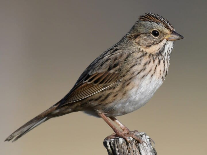 <p>lincoln’s sparrow </p><p>pin stripe streaks on neck/breast<br>very buffy breast/flanks but whiteish belly/throat </p>