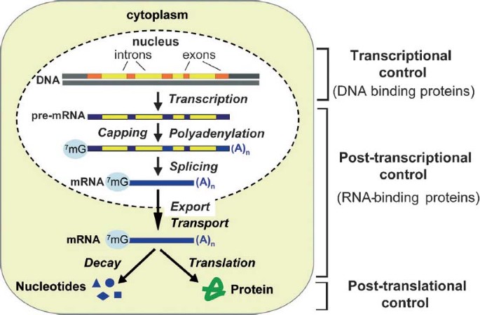 <p>interactions of cis and trans regulators and chromatin state </p>