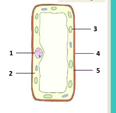 <p>Parts of a cell</p>