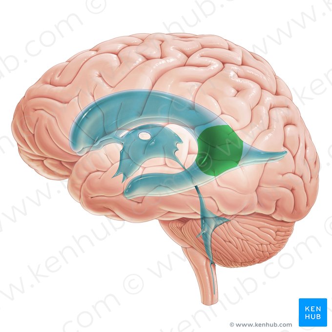 <p>What is in the atrium of the lateral ventricles?</p>