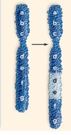 <p><span>The following picture depicts which of the following changes in chromosome structure?</span></p>