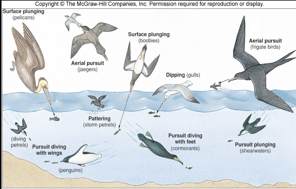 <ul><li><p>Shorebirds foraging: Birds walk along shorelines probing or picking prey from sand/mud</p></li><li><p>plunge diving: Birds dive from the air straight into water to catch prey</p></li><li><p>pursuit diving with feet: Birds use their feet to propel themselves underwater while chasing prey</p></li><li><p>pursuit diving with wings: Birds use their wings like flippers to “fly” underwater</p></li><li><p>surface plunging: Birds dip or grab prey from the water surface without fully diving</p></li><li><p>aerial pursuit: Birds catch prey in midair while flying</p></li><li><p>skimming: Birds fly low over water with lower bill slicing the surface to catch prey</p></li></ul><p></p>