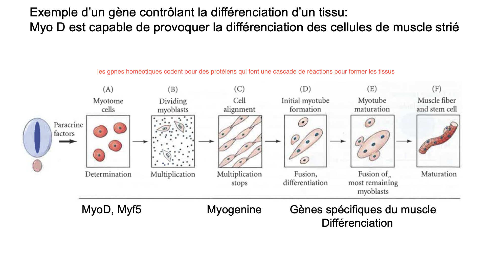 <p>Il code pour des protéines qui vont faire une cascade de réactions pour produire un tissu</p><p>Myo D est exprimé dans les somites permettant ensuite la mise en place des tissus</p>