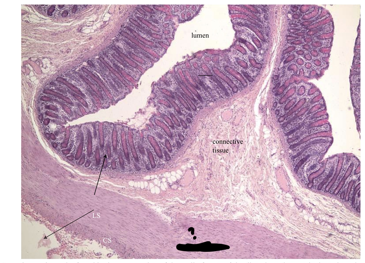 <p>What kind of muscle tissue is this? Label. Where is it found in the body?</p>