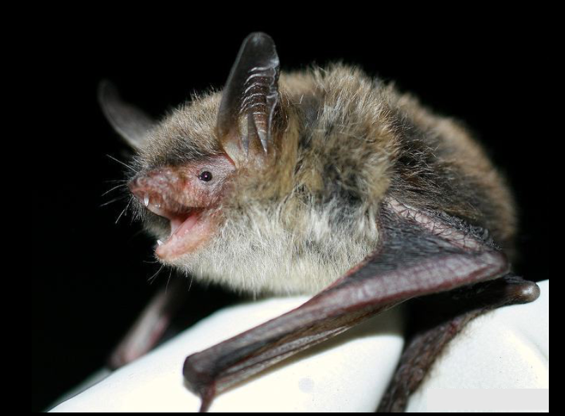 <p>What is the scientific name, common name, and the taxonomy of the species?</p><ul><li><p>Ear Length >16mm</p></li></ul><p></p>