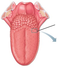 <p>taste buds</p>