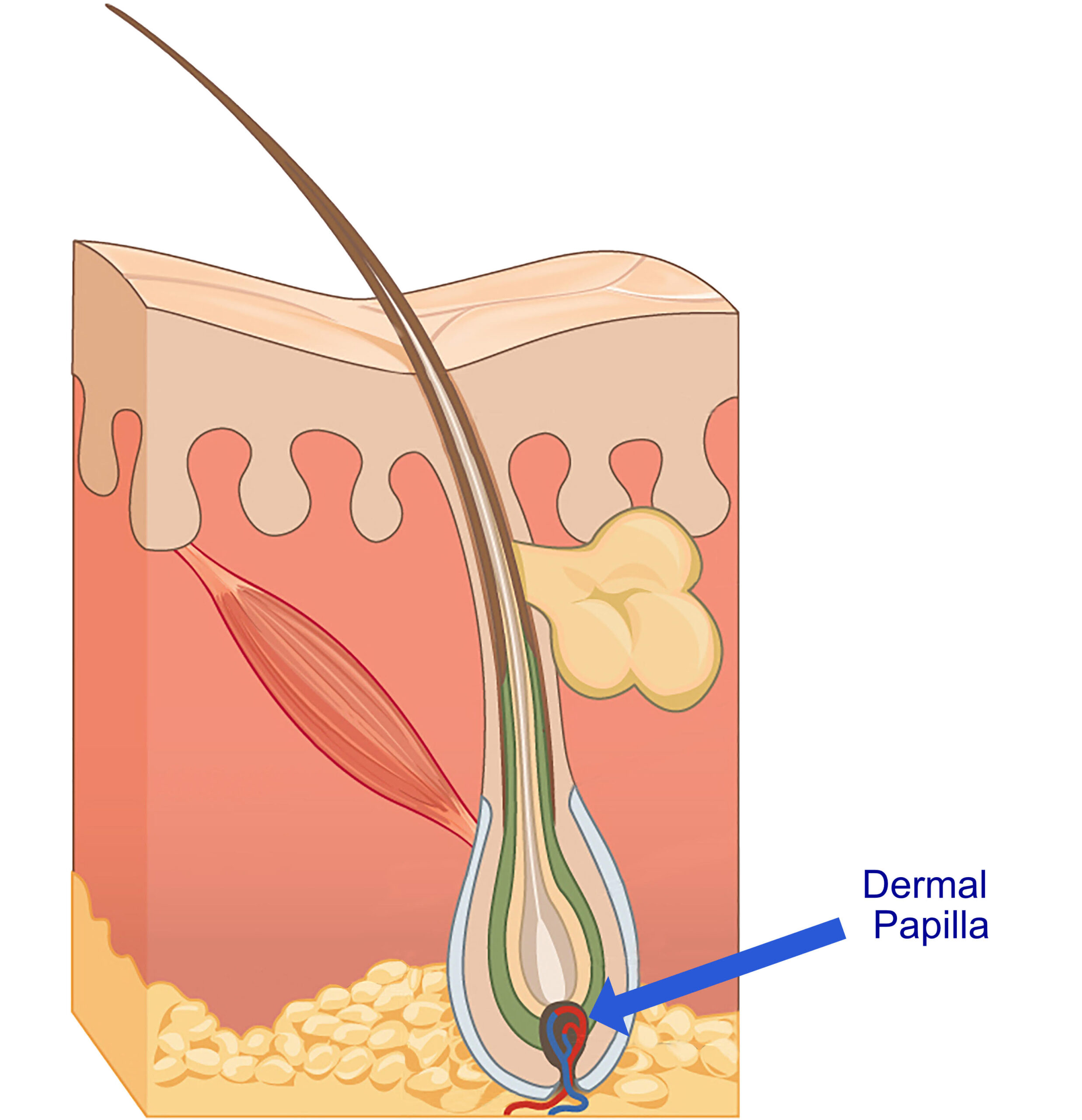 <p>Dermal Papillae</p>