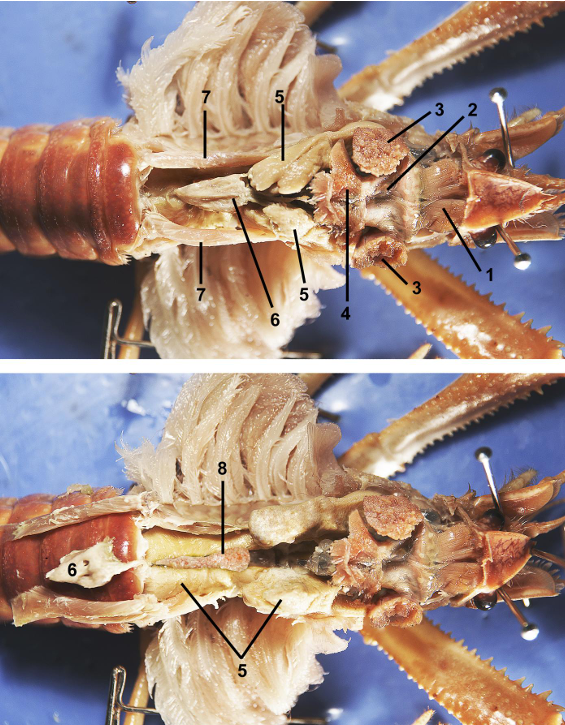 <p>taxa</p><p>label numbers</p>