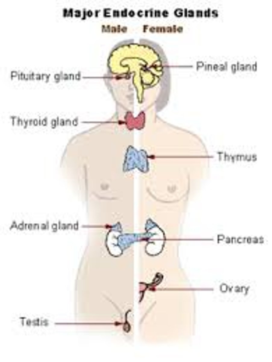 <p>Regulates processes through hormone secretion.</p>