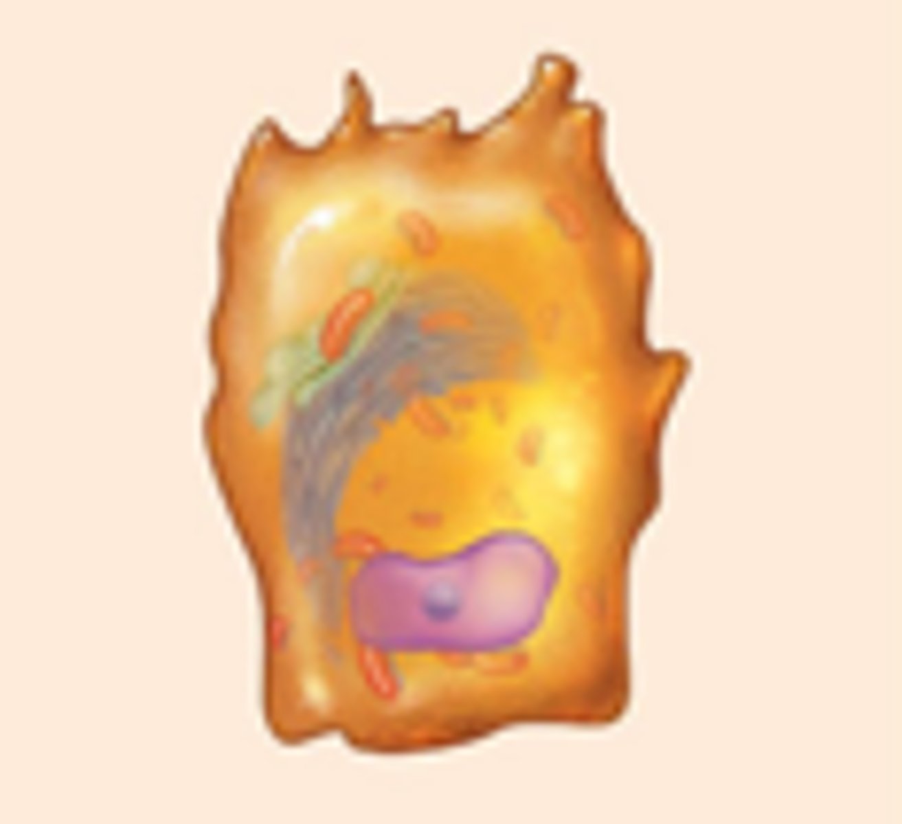 <p>Bone‑forming cells that secrete matrix.</p>