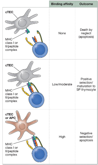 <p>death by neglect: occurs when double positive thymocytes cannot interact with any MHC-peptide complexes</p><p>negative selection: <span>DP thymocytes bind too tightly with an MHC–peptide complex</span></p><p>positive selection: <span>DP thymocytes with TCRs that can interact with an MHC–peptide complex with a low or intermediate affinity survives and proliferate</span></p>