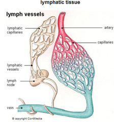 <p>retrieve water, WBCs, proteins from tissues and return to circulation</p><p>connected to circulatory system</p><p>*lymph nodes*- location of immune system cells, filter fluid from tissues</p><p>*spleen*- filters blood, removes old RBCs</p><p>thoracic duct- near the neck, where lymphatic system dumps fluid back into circulatory system</p>
