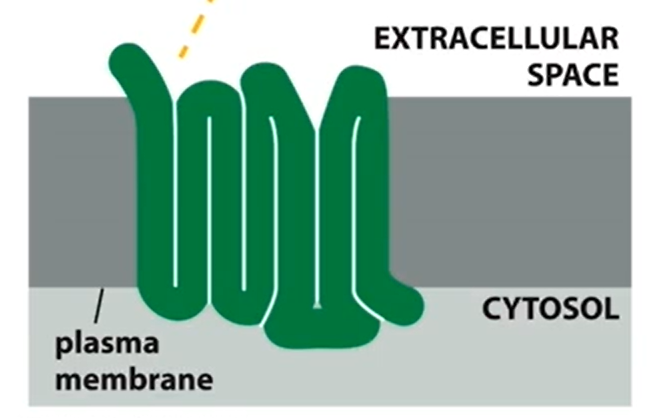 <ul><li><p>have intracellular and extracellular component </p></li><li><p>7 transmembrane segments (protein threads itself in and out of cell membrane) </p></li><li><p>Signalling molecule can activate multiple GPCRs</p></li><li><p>All use G-proteins to relay a signal</p></li></ul><p></p>
