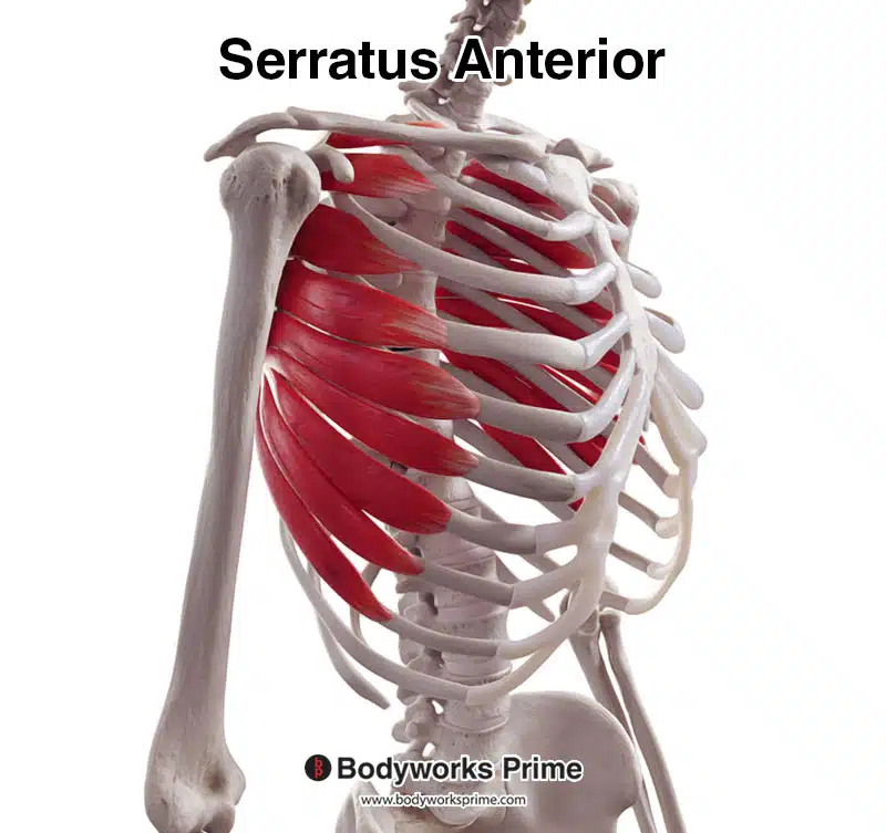<p>Serratus anterior</p>