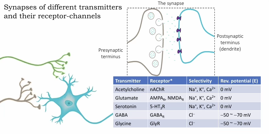 <ul><li><p><strong>Glutamate / ACh / Serotonin (cation channels):</strong><span> Vrev ≈ </span><strong>0 mV</strong><span> — permeable to Na⁺, K⁺ (sometimes Ca²⁺); depolarising → excitatory</span></p></li><li><p><strong>GABA / Glycine (Cl⁻ channels):</strong><span> Vrev ≈ </span><strong>−50 to −70 mV</strong><span> — permeable to Cl⁻; near or below resting potential → inhibitory/stabilising</span></p></li></ul><p></p>