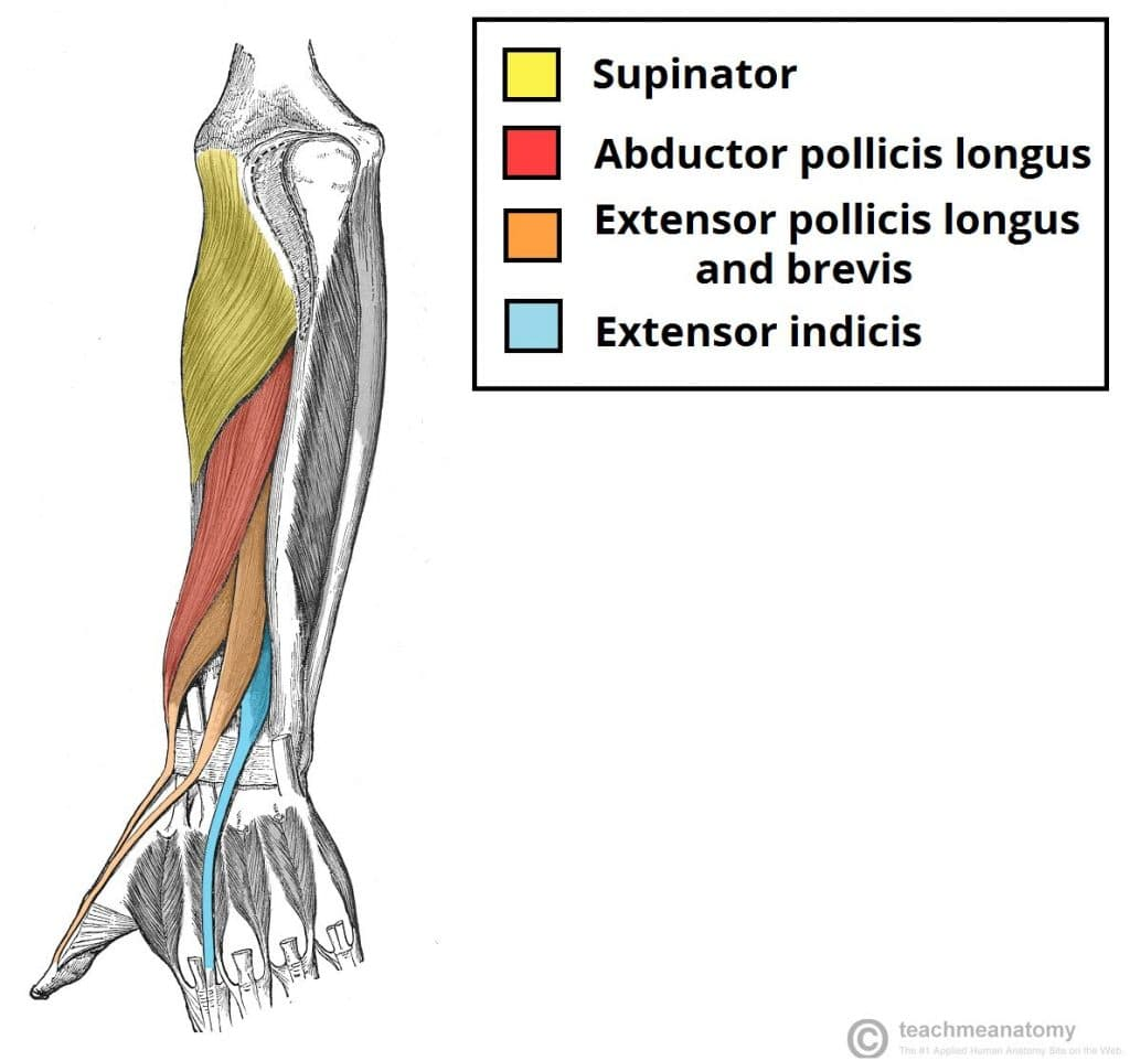 <p>supinator(horizontal striations)</p><ul><li><p>origin- lateral epicondyle of humerus, ulna</p></li><li><p>insertion- shaft of radius(proximal pronator teres)</p></li><li><p>main actions- supination of forearm</p></li></ul><p>abductor pollicis longus(goes deep into arm)(thumb)(most lateral)</p><ul><li><p>origin- posterior ulna, radius, interosseous membrane</p></li><li><p>insertion- base of 1st metacarpal</p></li><li><p>main actions- ABduction of digit 1, extension of digit 1 at CMC(carpometacarpal) joint (b/n wrist and and metacarpal)</p></li></ul><p>extensor pollicis brevis(next to ABP longus but brevis is more medial)</p><ul><li><p>origin- radius, interosseous membrane</p></li><li><p>insertion- proximal phalanx of digit 1</p></li><li><p>main actions- extension of digit 1 at MCP joint</p></li></ul><p>extensor pollicis longus(goes to thumb, most medial)</p><ul><li><p>origin- ulna, interosseous membrane</p></li><li><p>insertion- distal phalanx of digit 1</p></li><li><p>main actions- extension of digit 1 at IP joint</p></li></ul><p>extensor indicis</p><ul><li><p>origin- ulna, interosseous membrane</p></li><li><p>insertion- extensor expansion of digit 2</p></li><li><p>main actions- extension of digit 2</p></li></ul><p></p><p>*abductor pollicis longus, extensor pollicis brevis, and extensor pollicis longus all form a triangle </p><p></p>