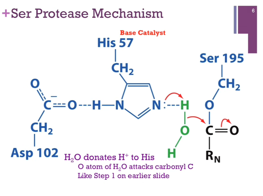 <p>Next series of steps is a REPEAT of what we have just seen JUST that the nucleophile is different!</p><p>Slide: H2O donates H+ to His. O atom of H2O attacks carbonyl C. Like Step 1 on earlier slide. </p><p>Have His acting as a base catalyst but NOW our nucleophile is WATER! His extracts a H+ from water. Form a new N-H bond. Allow oxygen in WATER to act as a NUCLEOPHILE to attack our carbonyl carbon. Like step one in earlier slide. </p>
