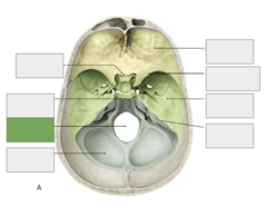 <p>Cranial fossa: this is the</p>