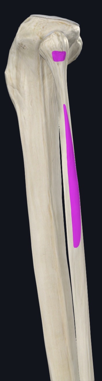 <p>Head of superior two thirds of lateral surface of fibula</p>