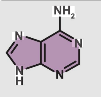 <p>what DNA base is this?</p><p>where does it H bond from?</p><p>what type of base is it?</p>