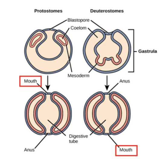 <p>both occur in embryonic development of mouth in bilaterians </p><p>p: mouth first (Platyhelminthes, Annelida, Mollusca, Arthropoda, Nematoda)</p><p>d: mouth second (Echinodermata, Chordata)</p>