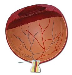 <p>bundle of axons from ganglion cells that carries messages from the eye to the brain</p>