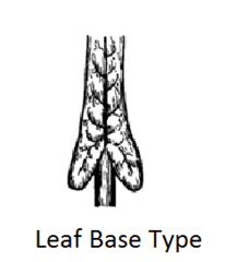 <p>Base with ear-like lobes.</p>