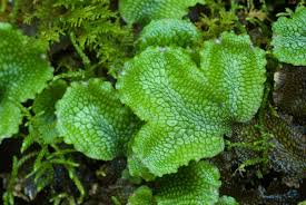 <p>Liverwort</p>