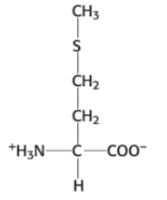 <p>Which amino acid is this?</p>