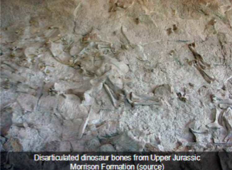 <p>Bone beds: sites where Hundreds or thousands of fossils are preserved</p><p>● Sometimes all members of the same species, sometimes a mixture</p>