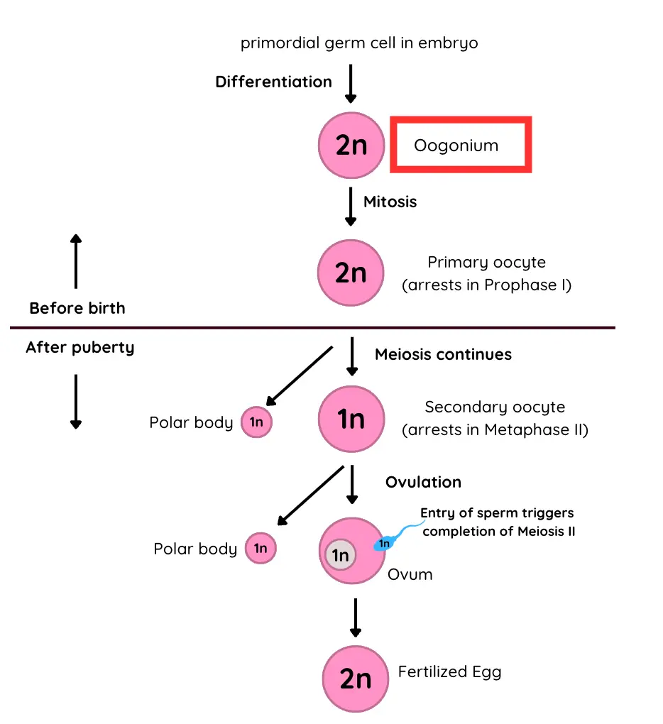 <p>Diploid (2n) precursor cells in the ovaries</p><p>Formed from primordial germ cells that undergo mitosis to development in females</p>